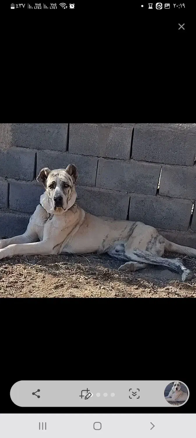 سگ گله ای|سگ|بردسکن, |دیوار