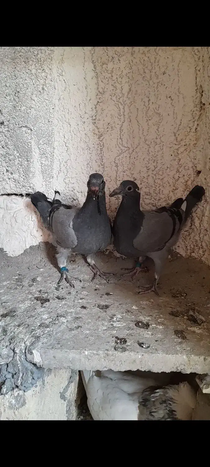 پلاکی ، مسافتی با جوجه|پرنده|قم, جاده معدن|دیوار