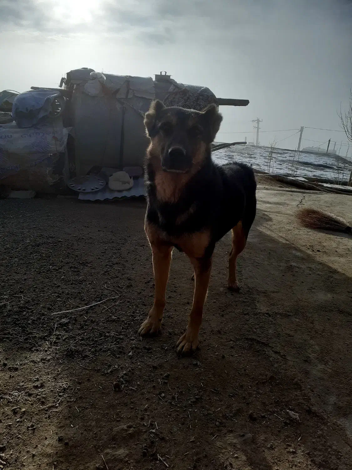 سگ ژرمن|سگ|اسدآباد, |دیوار