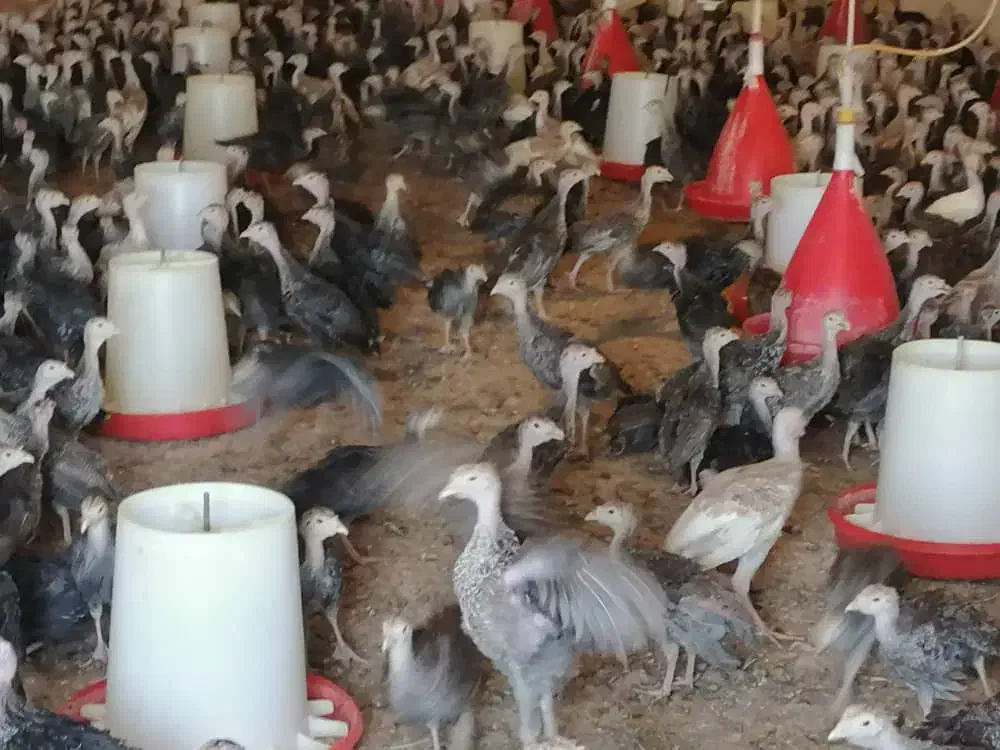 بوقلمون برنز و بیوتی محلی و خروس ومرغ باری|حیوانات مزرعه|مرودشت, محمد آباد|دیوار