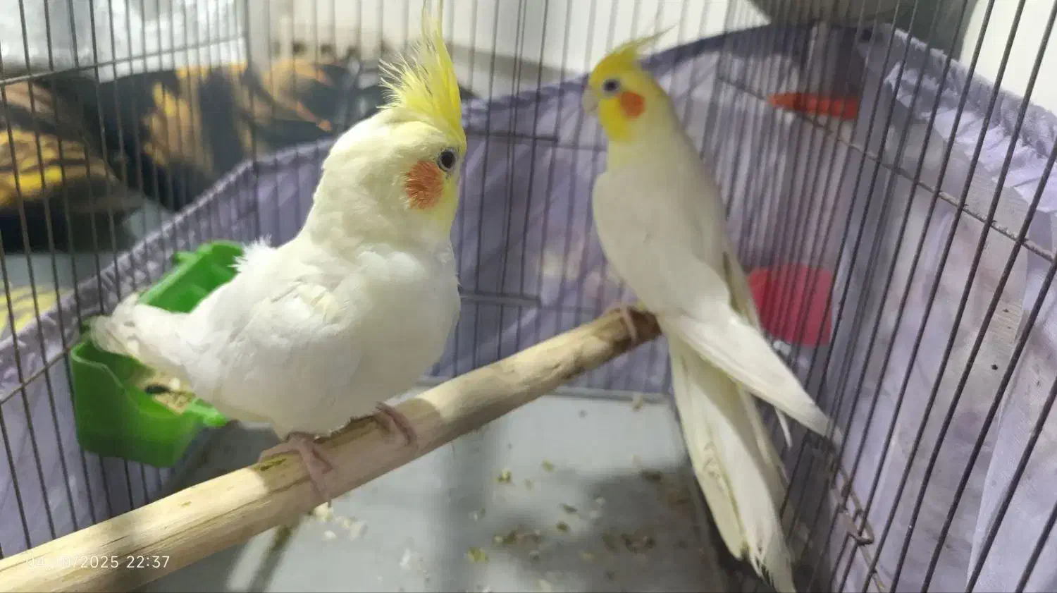 پرنده مولد طوطی عروس|پرنده|تهران, شهرک استقلال|دیوار