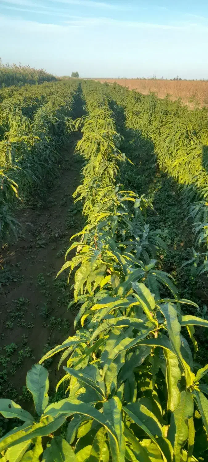 فروش نهال شلیل وبادام درختی وزرد آلو|خدمات باغبانی و درختکاری|پارسآباد, |دیوار