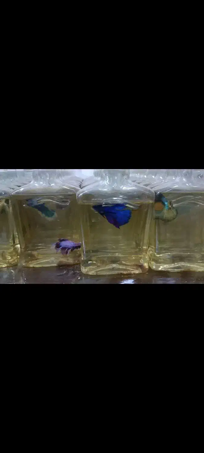 ماهی فایتر|ماهی|بندر ماهشهر, |دیوار