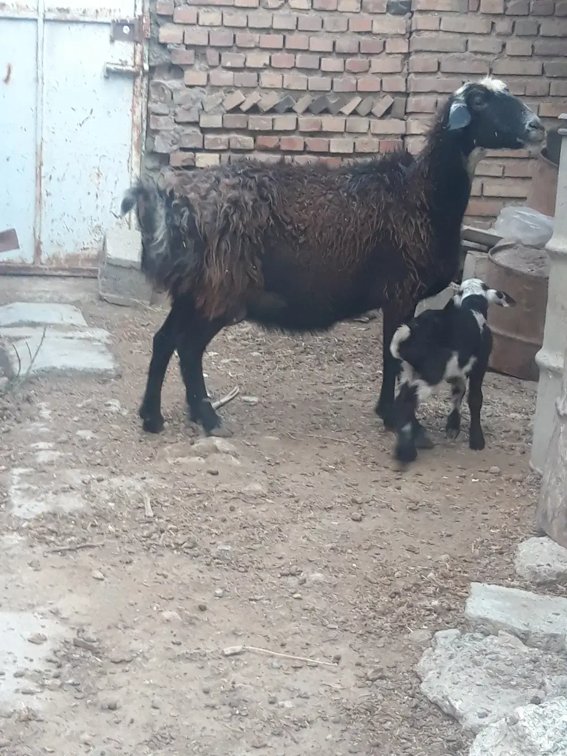 یک راس بره دار دورشت و هیکلی عروسک صحیح سالم|حیوانات مزرعه|گنبد کاووس, |دیوار