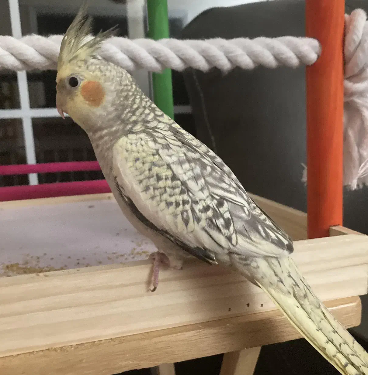 عروس هلندی ، جفت ، جوجه و تک بالغ|پرنده|شیروان (خراسان), |دیوار