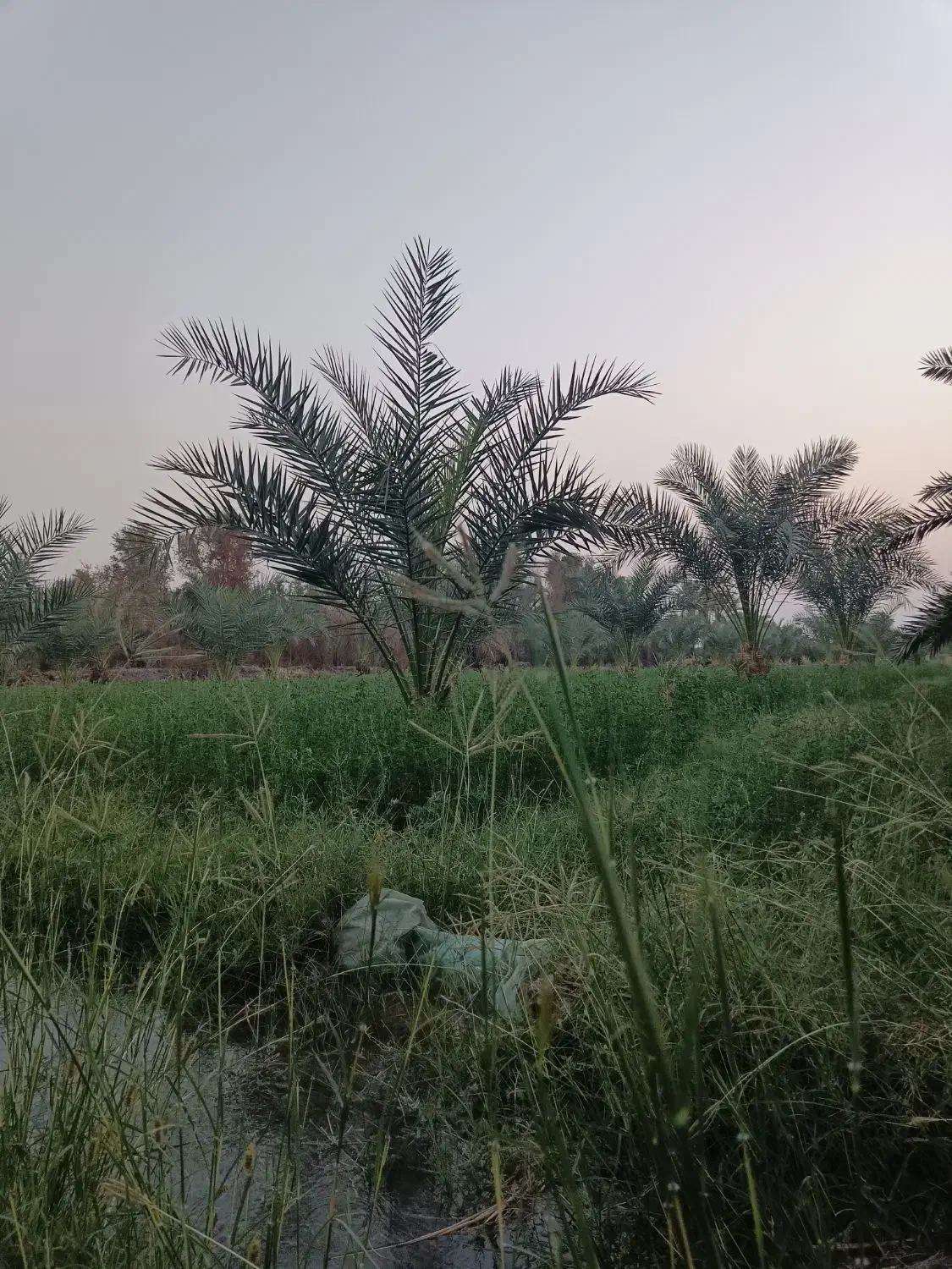 درخت|گل و گیاه طبیعی|جیرفت, |دیوار