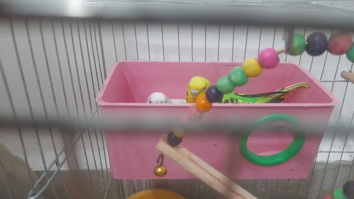 مرغ عشق تخم گزار|پرنده|فولادشهر, مسکن مهر فولادشهر|دیوار