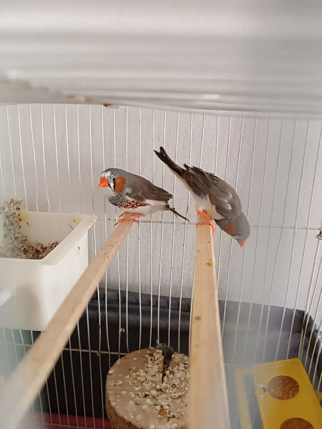 یک جفت فنچ|پرنده|کرج, حسن آباد|دیوار