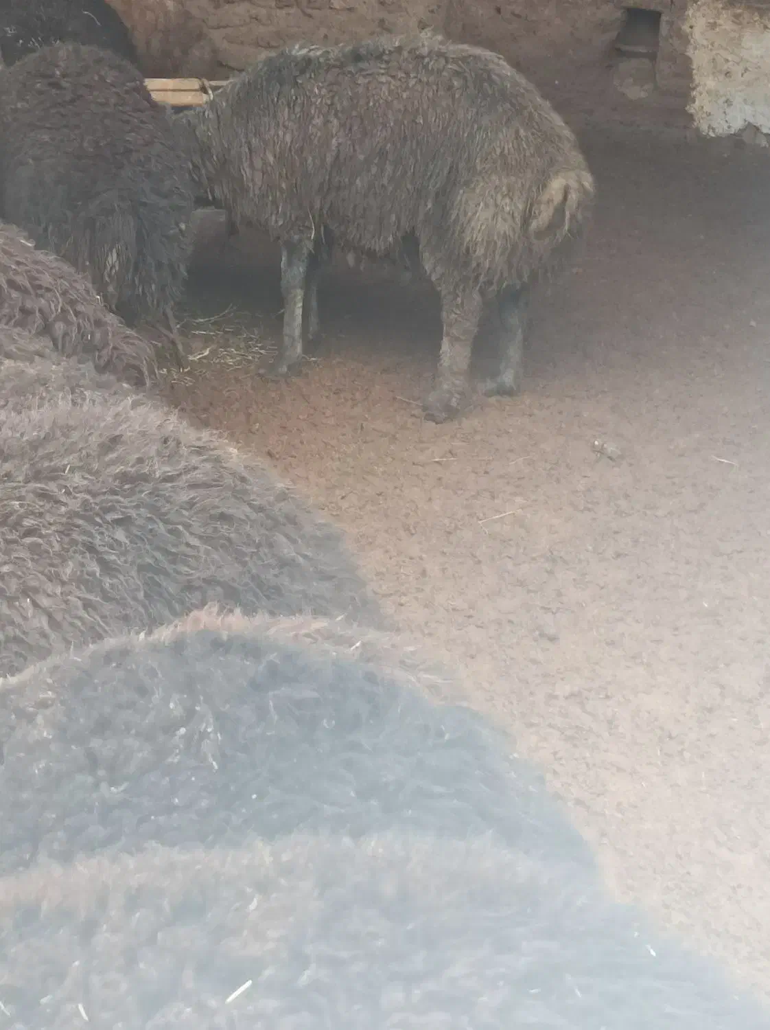 بره نر چاق کشتار|حیوانات مزرعه|ساوه, |دیوار