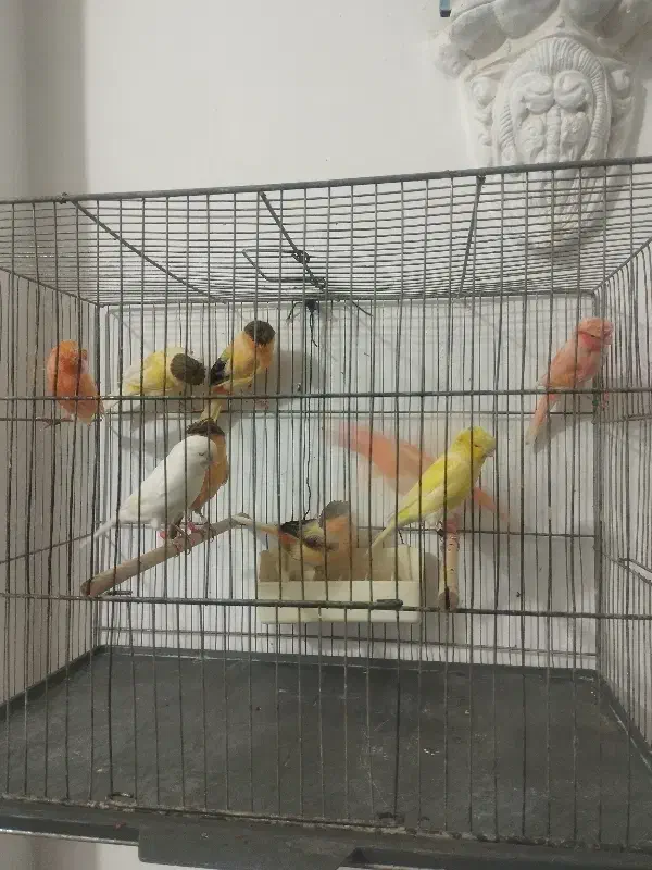 ۱۰ قناری نر بخون پس بالا سرخ گلاستر|پرنده|قم, نوبهار|دیوار