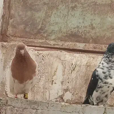 کفتر سینه سفید و کله|پرنده|بیرجند, |دیوار