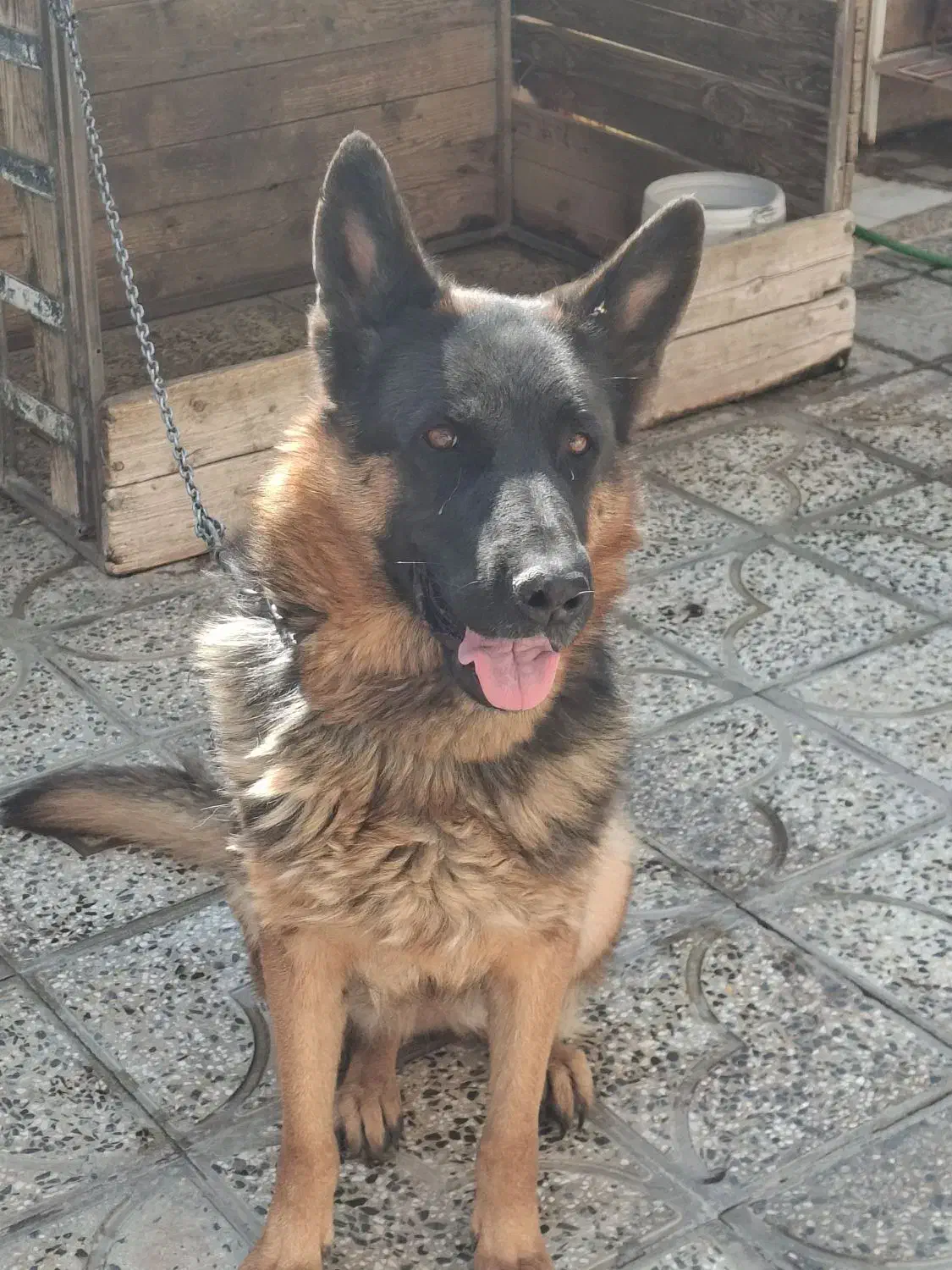 ماده ژرمن شیپر شیب استاندارد اموزش دیده|سگ|شاهینشهر, گزبرخوار|دیوار