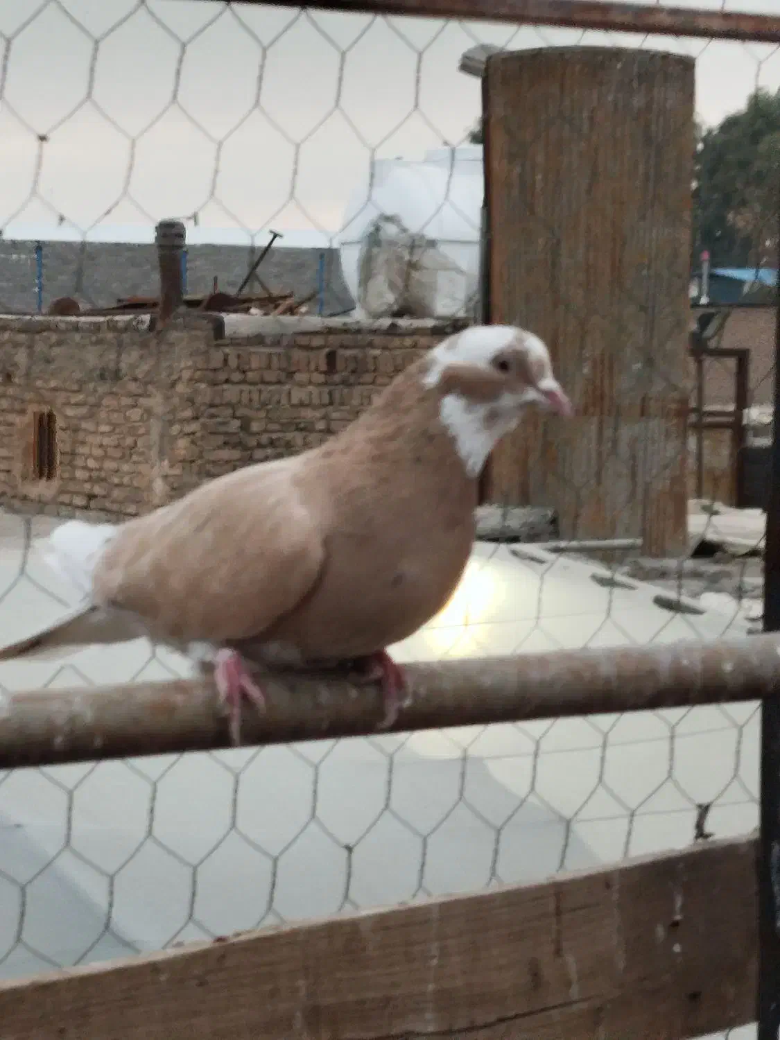 ۲کبوتر|پرنده|پاکدشت, خاتون آباد|دیوار