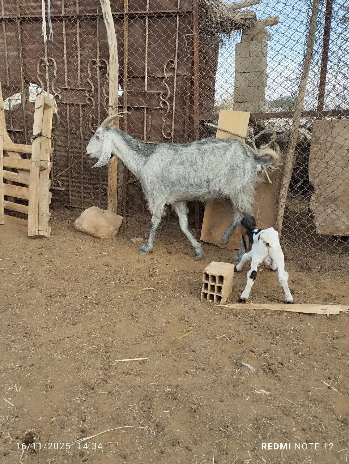 دو عدد بزکهره دار،کهره پاکستانی|حیوانات مزرعه|جهرم, |دیوار