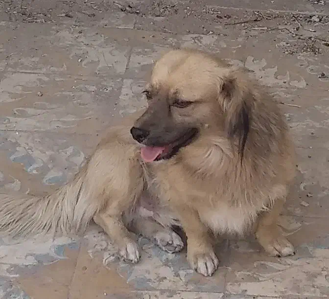 سگ پاکوتاه|سگ|تربت جام, المهدی|دیوار