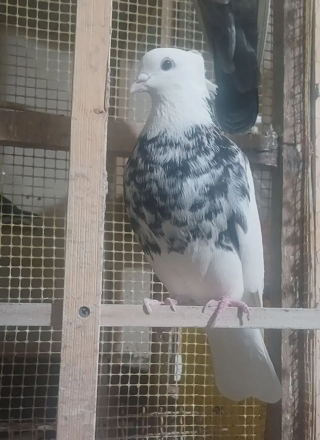 تعدادی‌طوقی|پرنده|بیجار, |دیوار