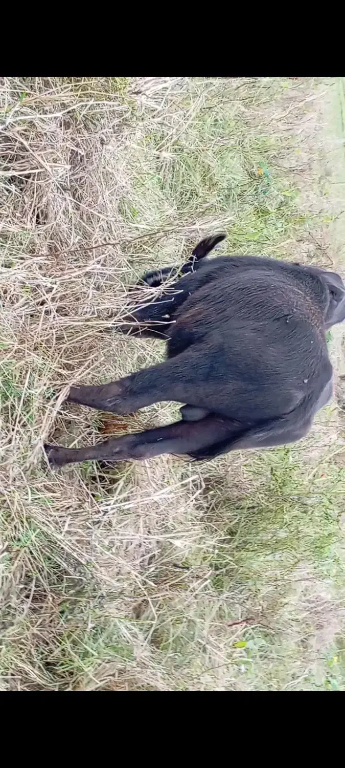 حیوانات مزرعه|حیوانات مزرعه|تالش, جوکندان|دیوار