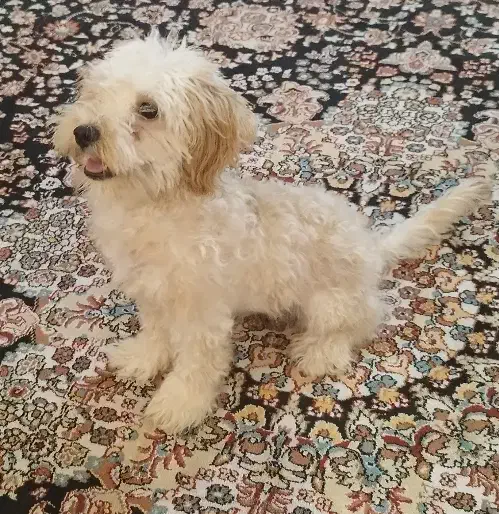 پودل توی|سگ|بندرعباس, |دیوار