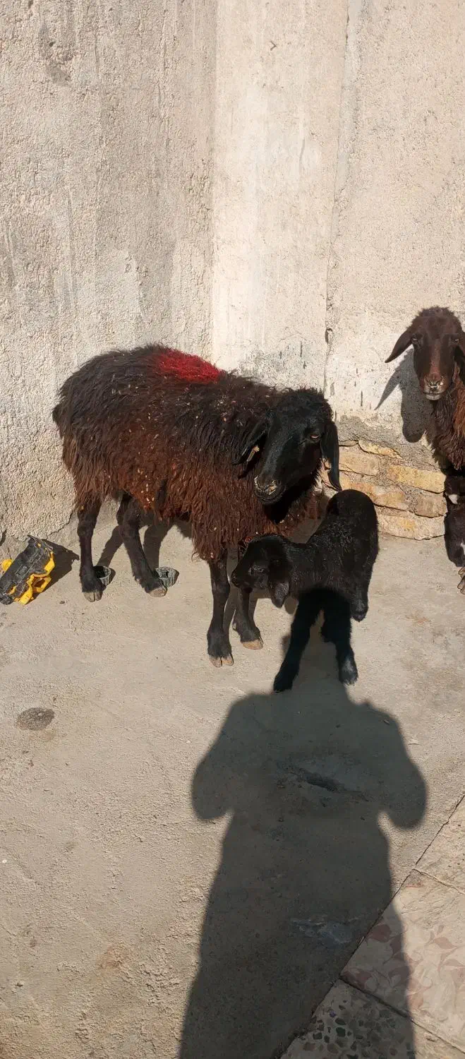 میش بره دار|حیوانات مزرعه|مشهد, ویلاشهر|دیوار