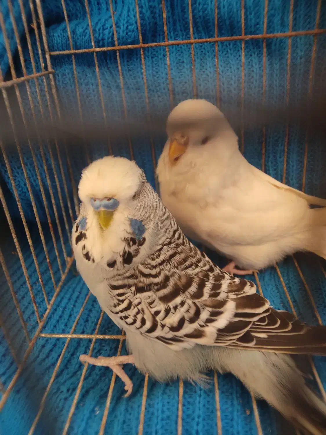 جفت مرغ عشق انگلیسی ۲۰۲۳|پرنده|بابل, |دیوار