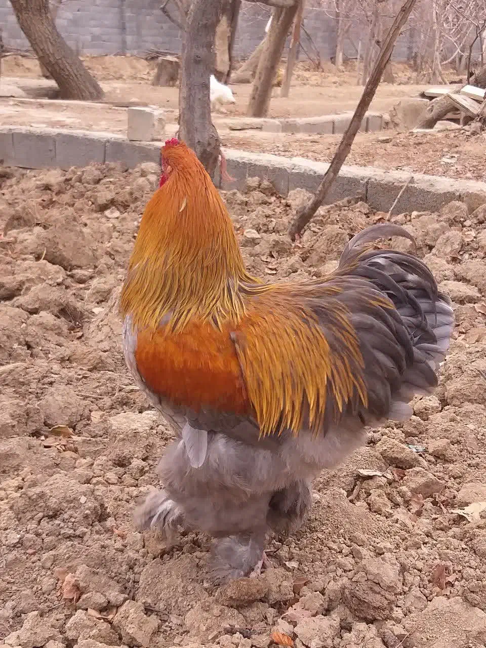 جوجه تزینی|حیوانات مزرعه|خمینیشهر, |دیوار