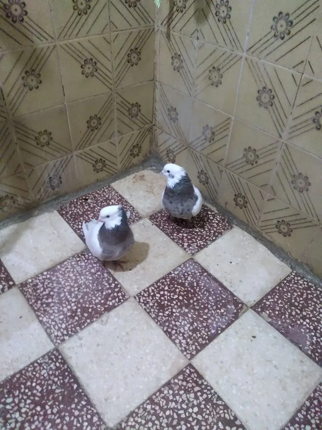 یه جفت کبوتر طوقی|پرنده|قزوین, |دیوار