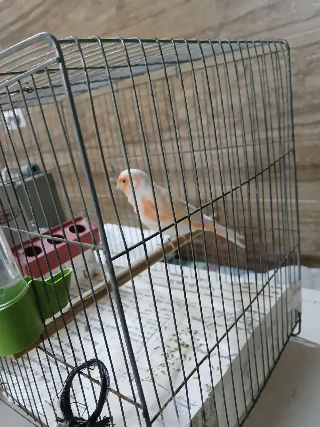 موزایکی|پرنده|قلقل رود, |دیوار