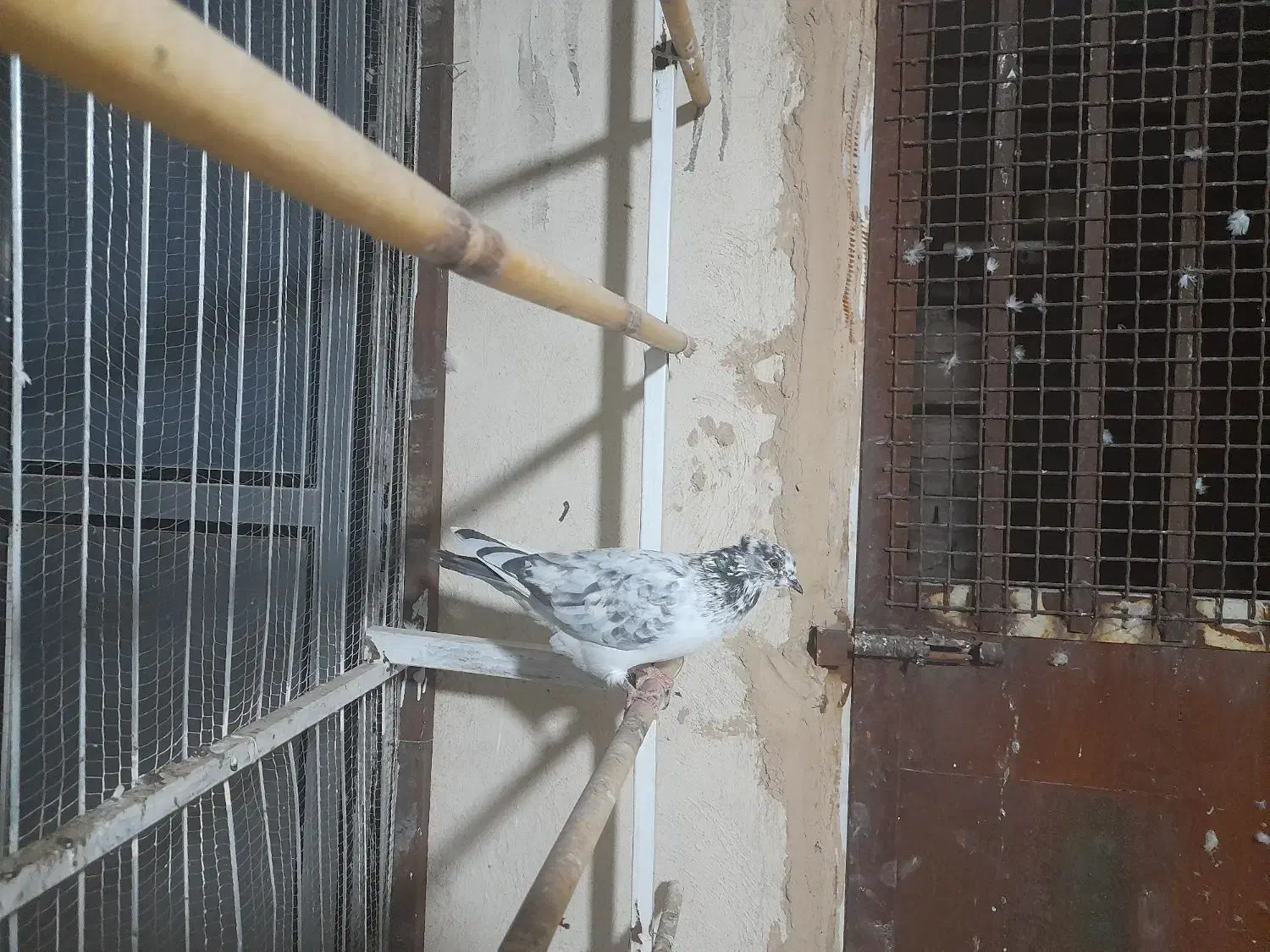 کفتر کل ماستی جفت نر سرخ دم سرور چندتا مقلوف|پرنده|قم, انصارالحسین|دیوار