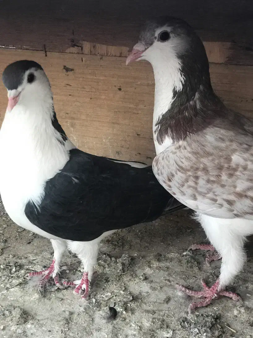 کبوتر کفتر شهرستانی وتهرانی عالی|پرنده|پاکدشت, پاکدشت (مامازند)|دیوار