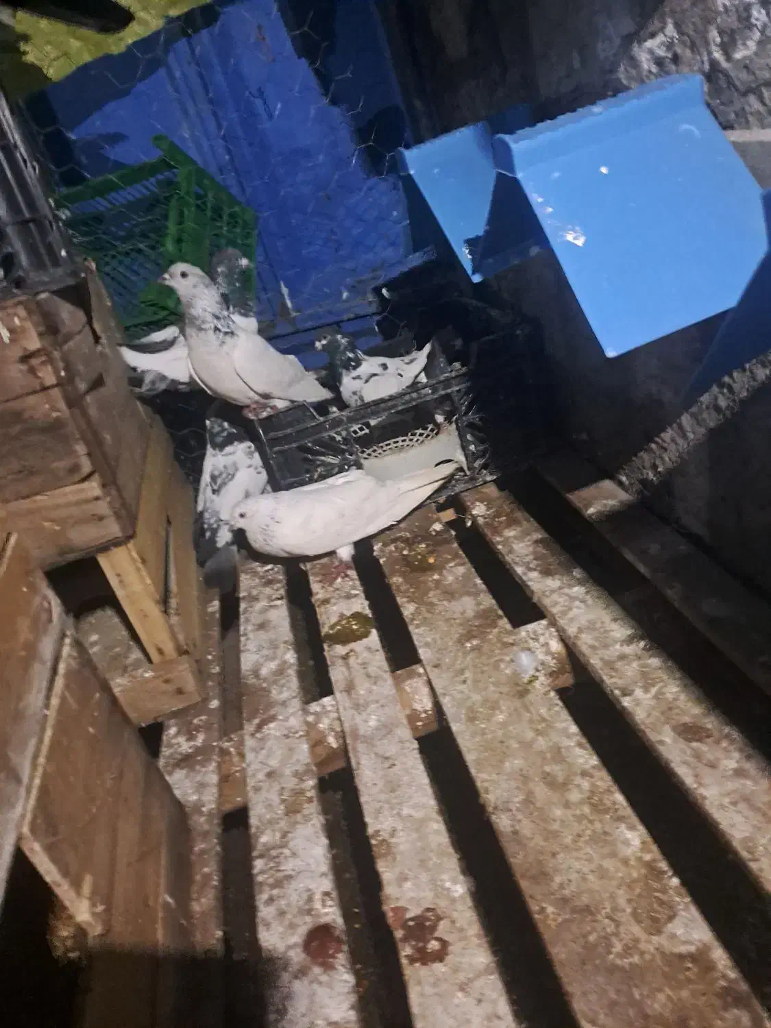 امیدیه هستم|پرنده|امیدیه, |دیوار