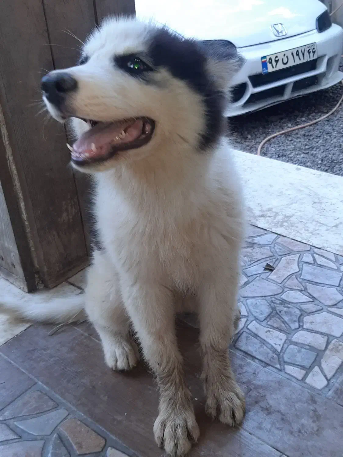 هاسکی ۴ماهه ماده|سگ|رشت, گیل|دیوار