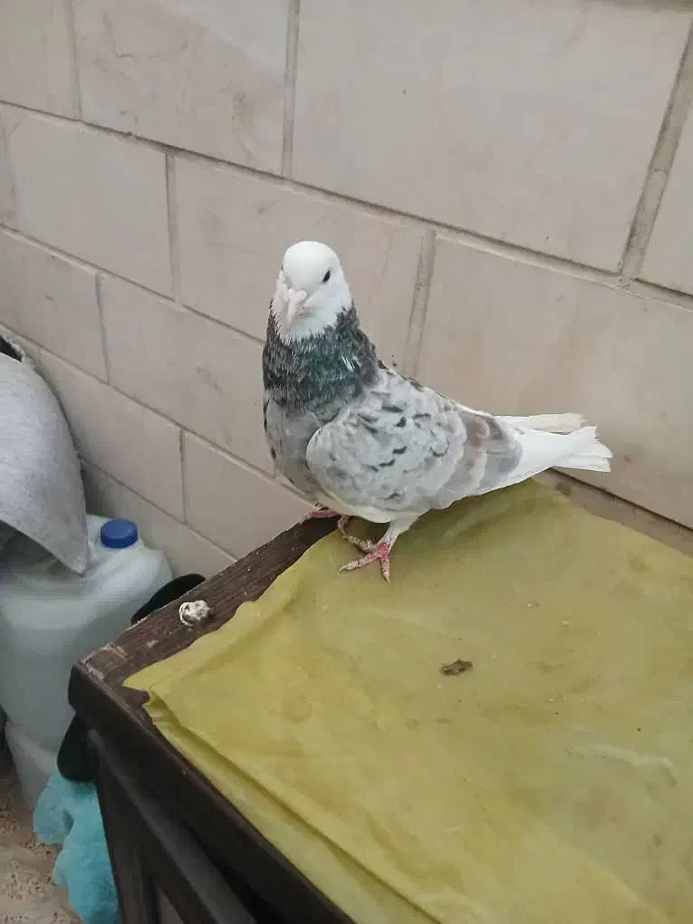 سلام خدمت دوستان پنج تا کفتر دونه ای ۱۵۰۰|پرنده|ری, ولی آباد|دیوار