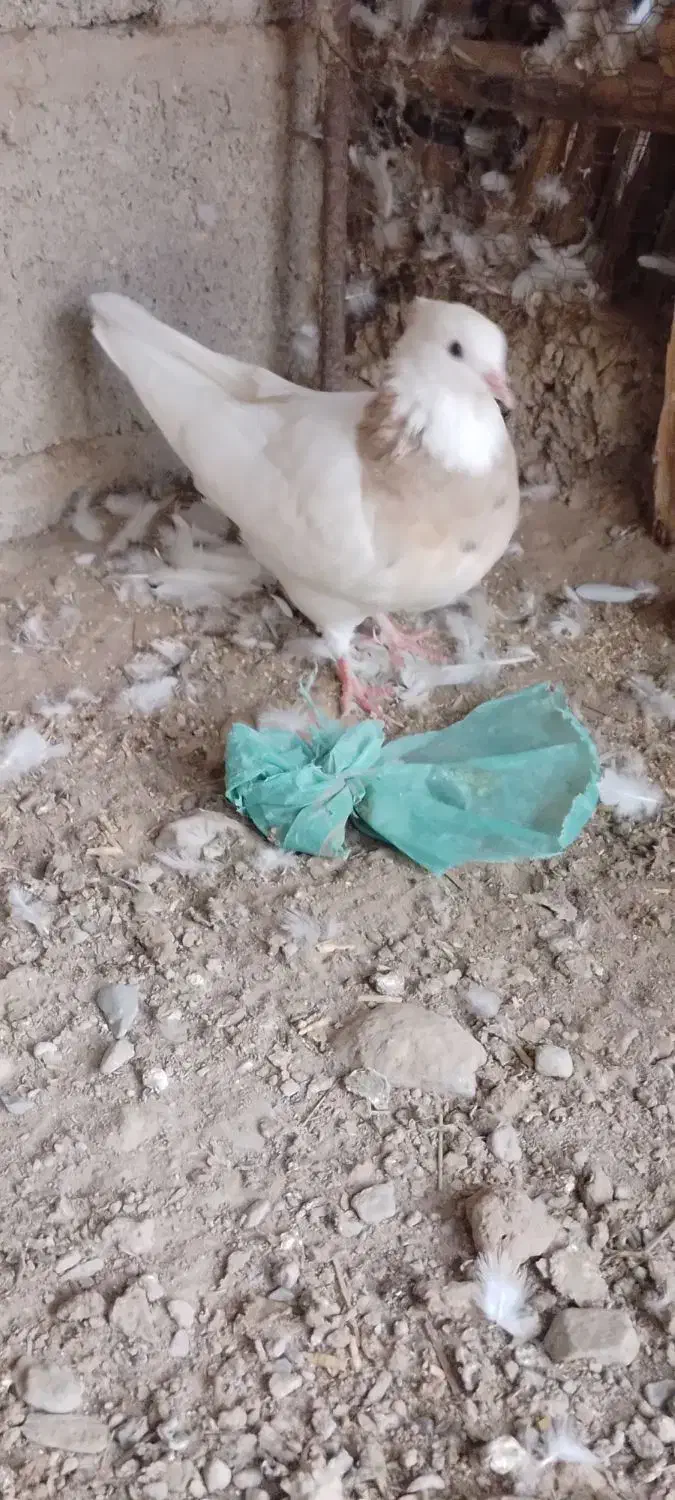 طوقی ماده|پرنده|جیرفت, |دیوار