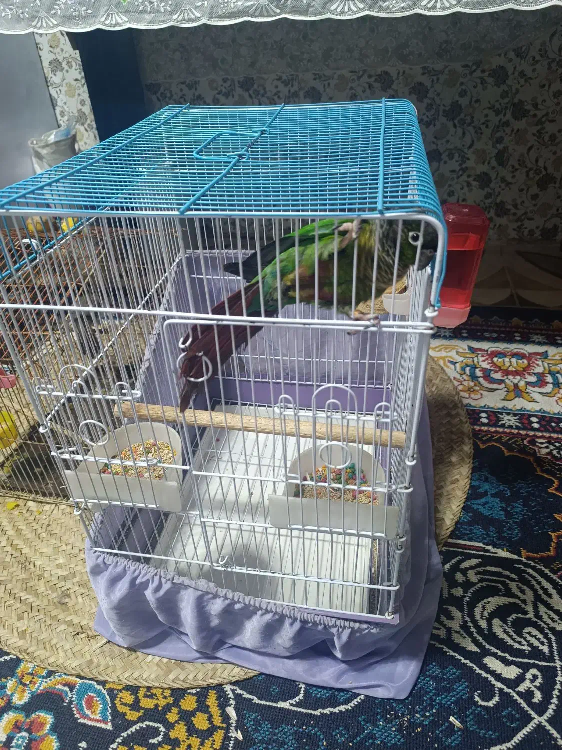 طوطی گرینچیک نر|پرنده|خرمشهر, |دیوار