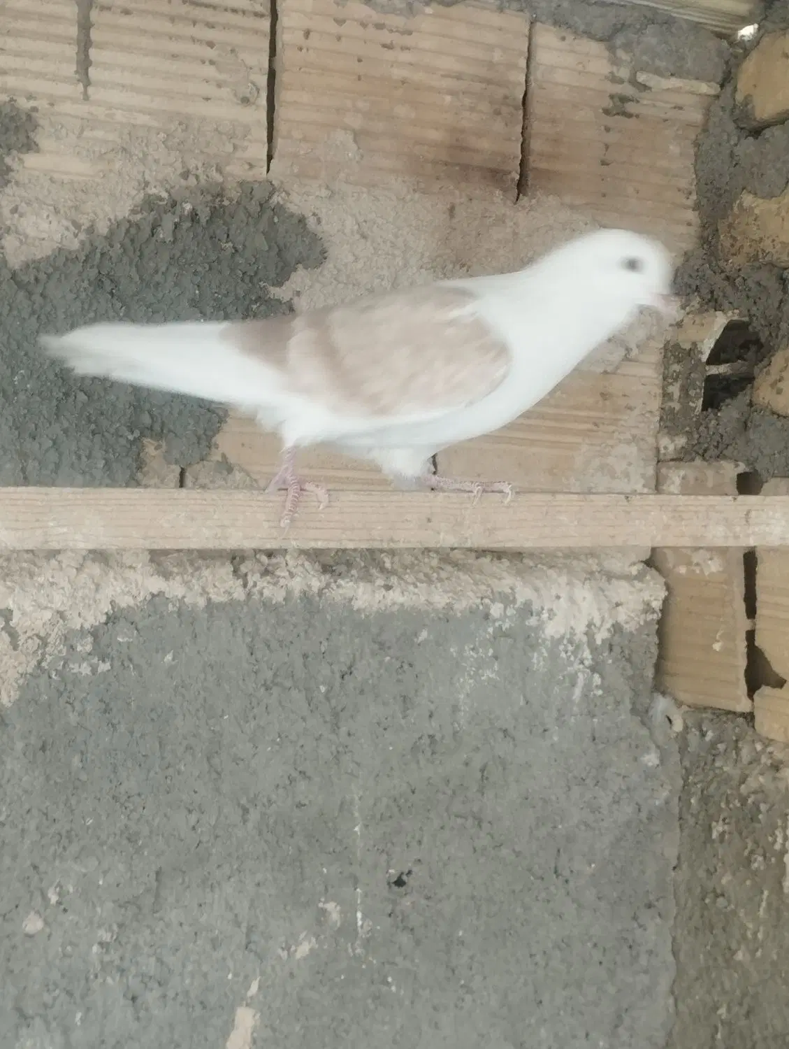 کفتر|پرنده|زارچ, |دیوار