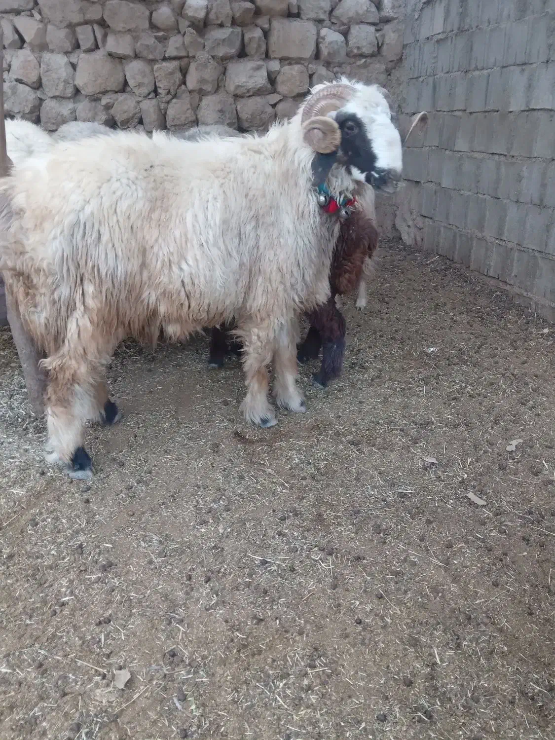 قوچ|حیوانات مزرعه|مارگون, |دیوار