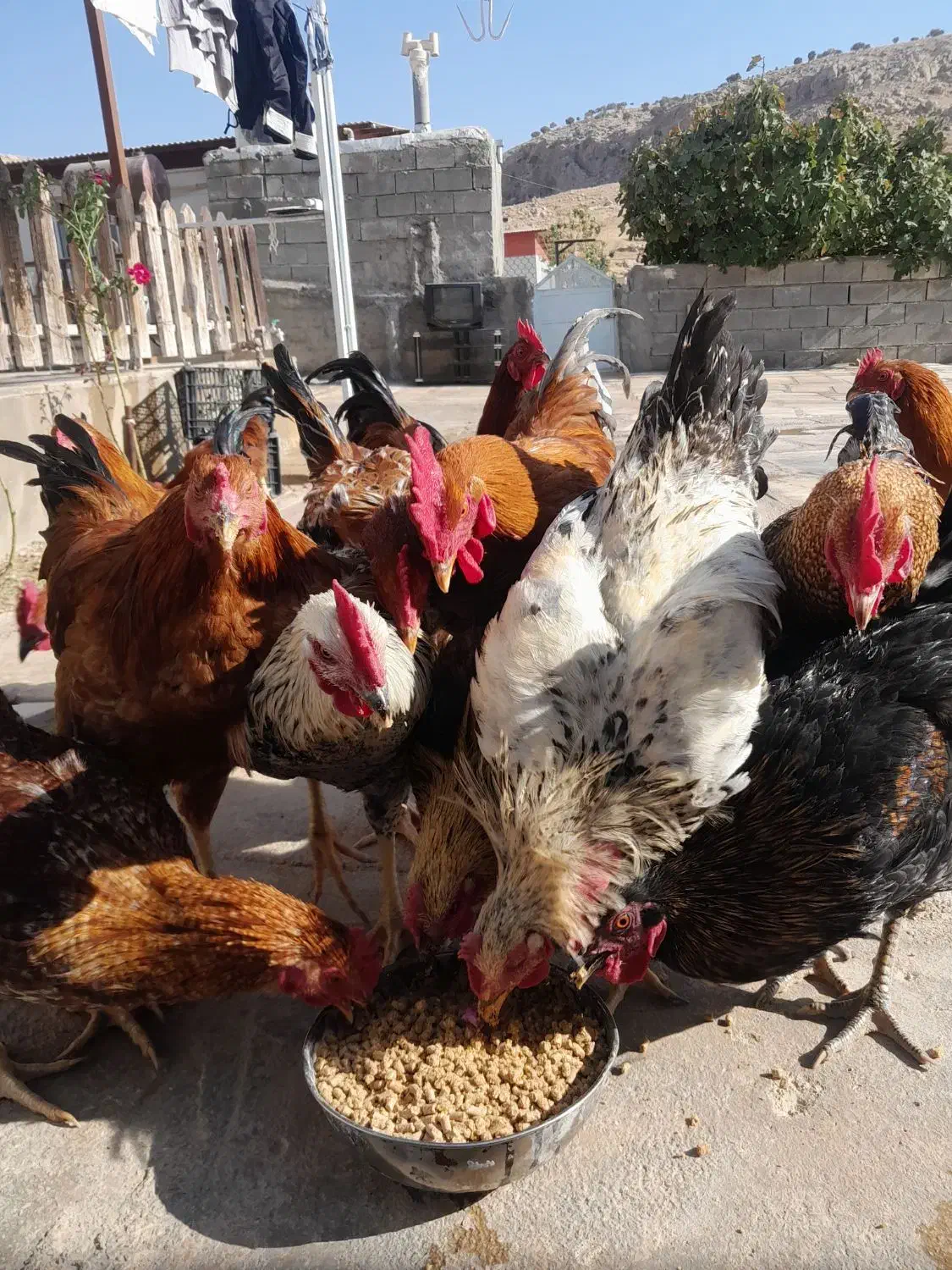 ۱۶ عددخروس ۷ماهه|حیوانات مزرعه|قلعه شاهین, |دیوار