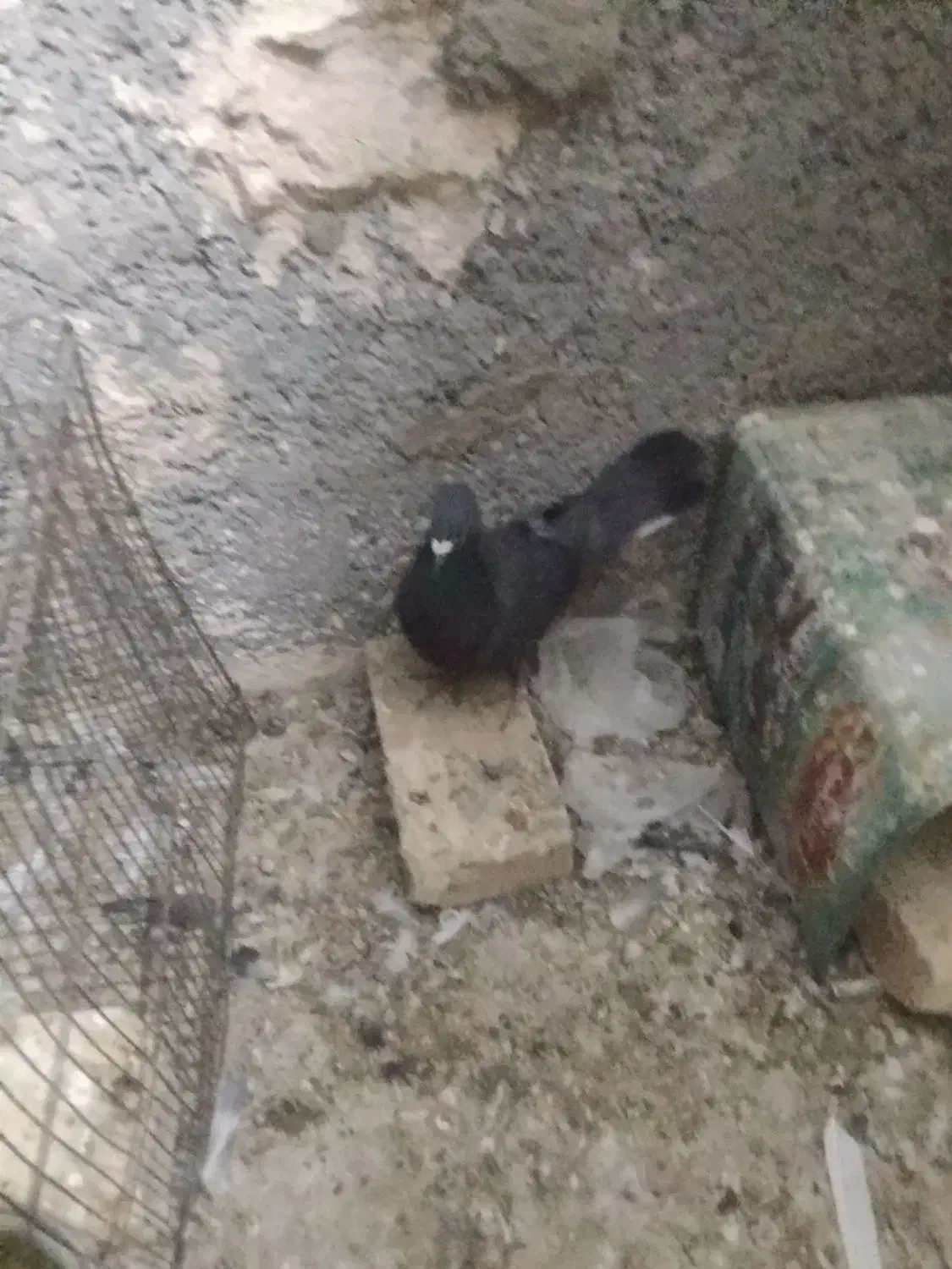 کفتر معاوضه|پرنده|یزد, |دیوار