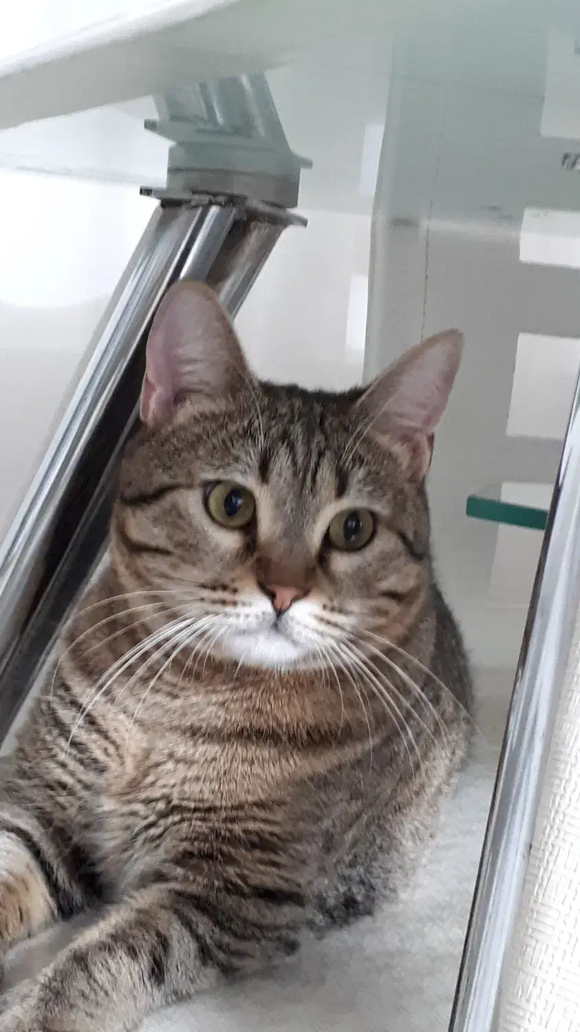 گربه DSH|گربه|تهران, بهداشت|دیوار