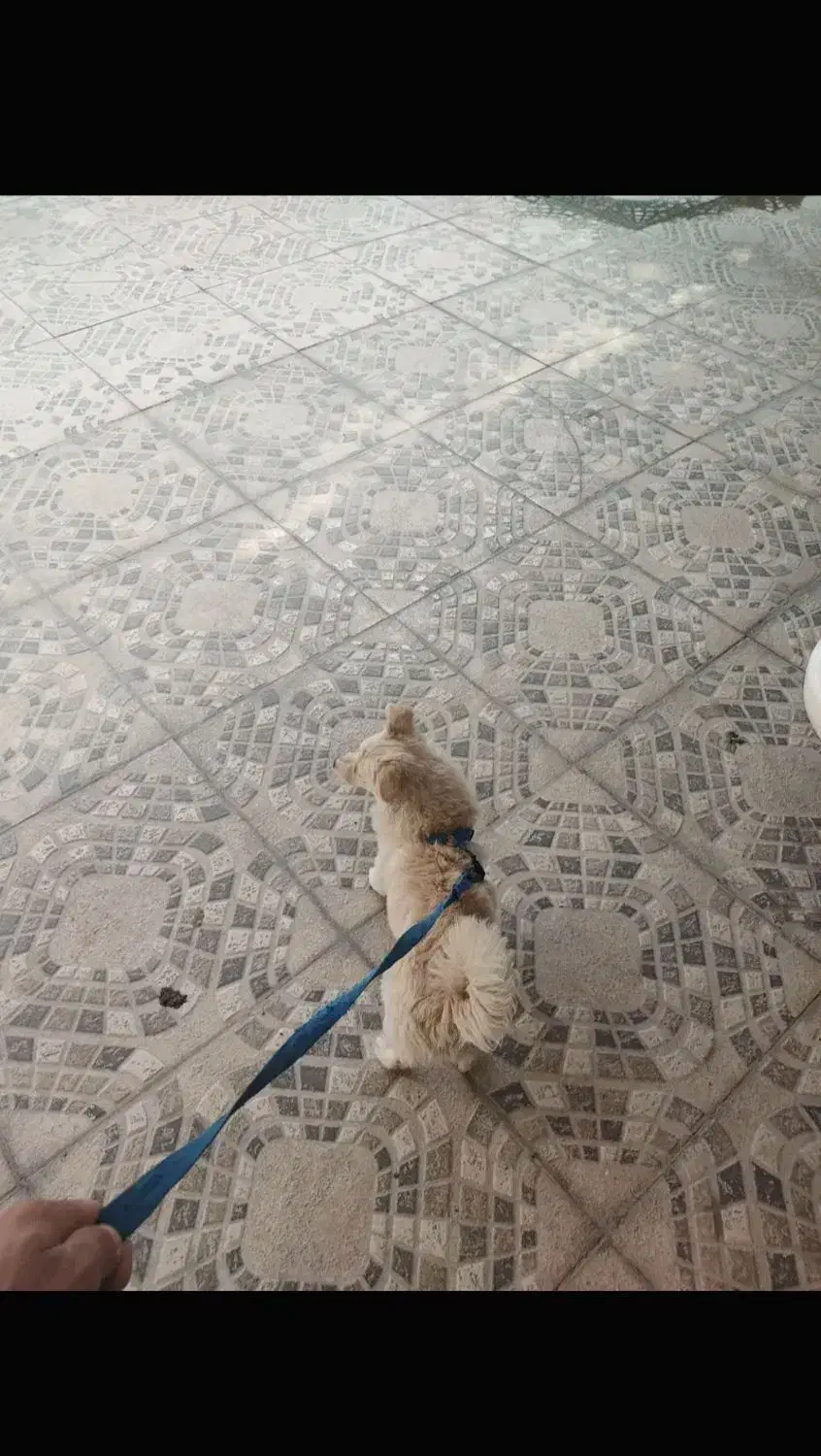 سگ پامر روباهی|سگ|بیستون, |دیوار