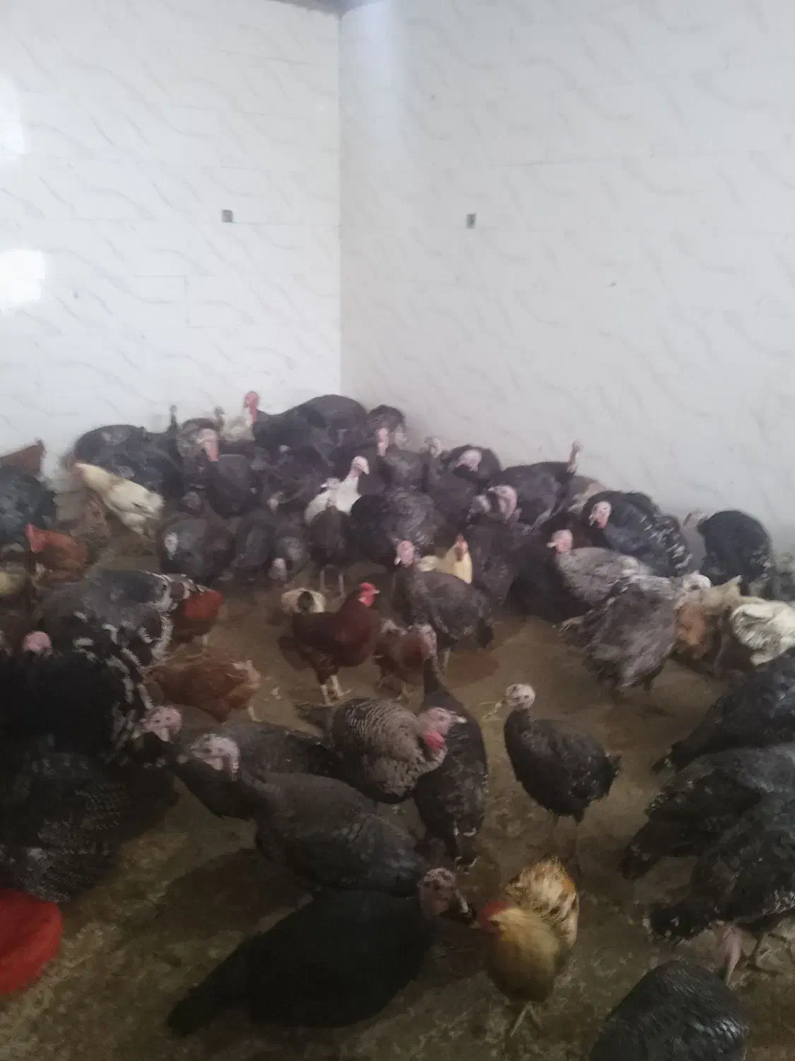 بار جدید مرغ اصلی محلی بود قلمون رسید|حیوانات مزرعه|ایرانشهر, |دیوار