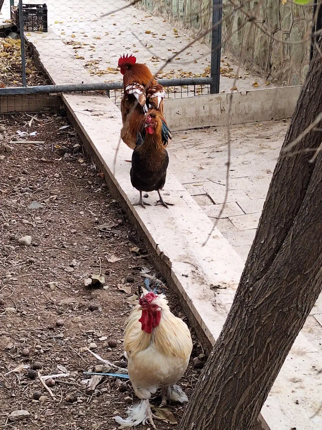 مرغ وخروس|حیوانات مزرعه|پردیس, شهرک صنعتی خرمدشت فاز ۷|دیوار