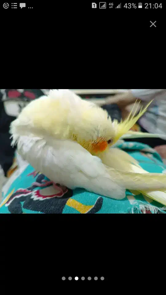 قابل توجه زیبا پسندان دو نر بسیار زیبا|پرنده|تهران, منیریه|دیوار