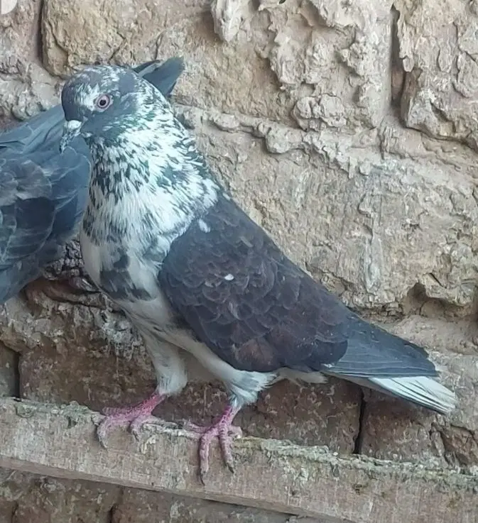 کفتر|پرنده|قم, آزادگان|دیوار