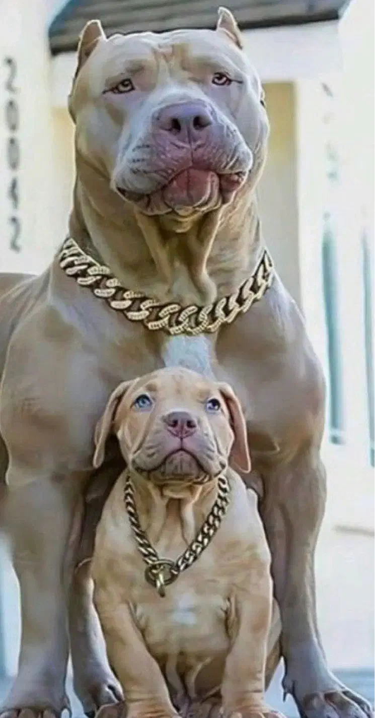 سگ پیت بول توله|سگ|تهران, آجودانیه|دیوار