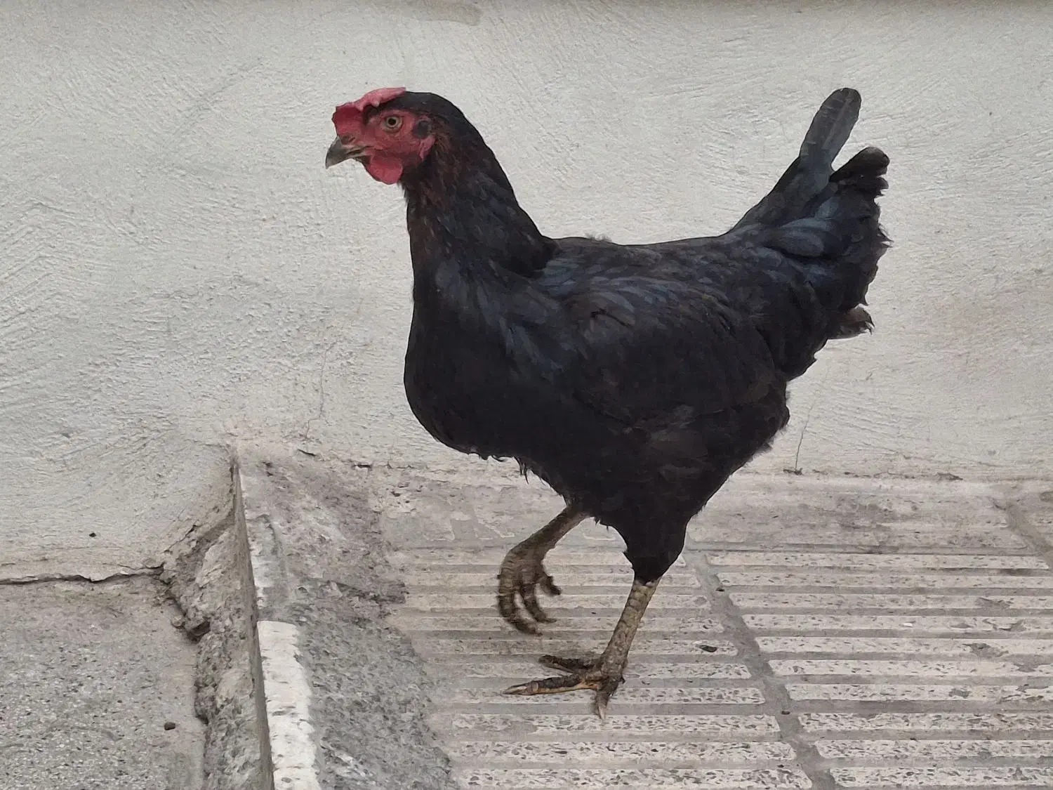 مرغ محلی اصل اصل تخمگذار|حیوانات مزرعه|ری, سیزده آبان|دیوار