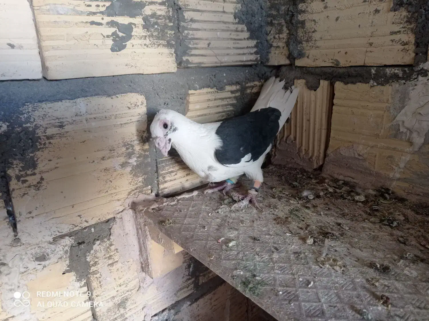 کفتر|پرنده|اسلامیه, |دیوار