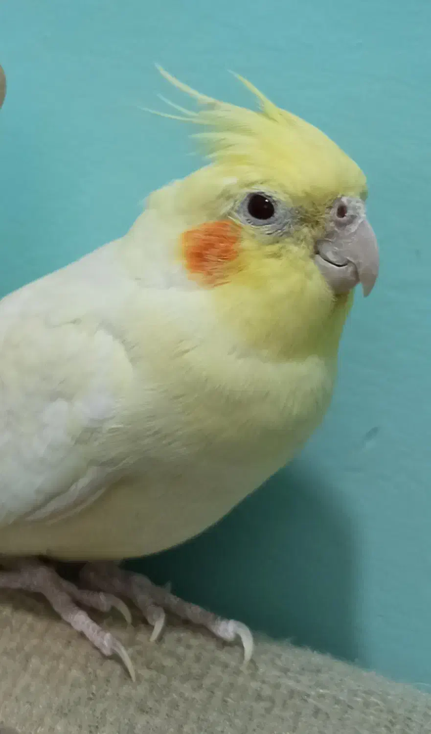 عروس هلندی|پرنده|پاوه, |دیوار