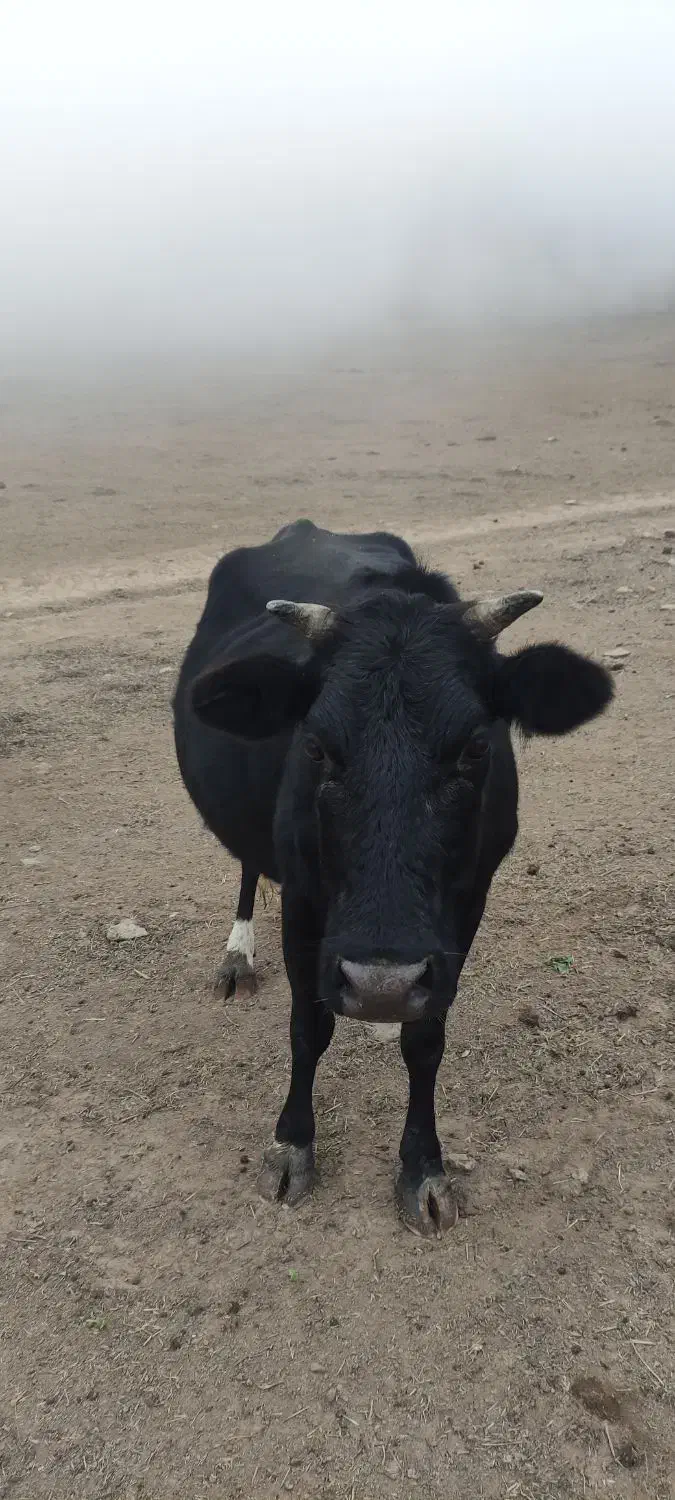 لیشه شکم دار|حیوانات مزرعه|رودبار, |دیوار