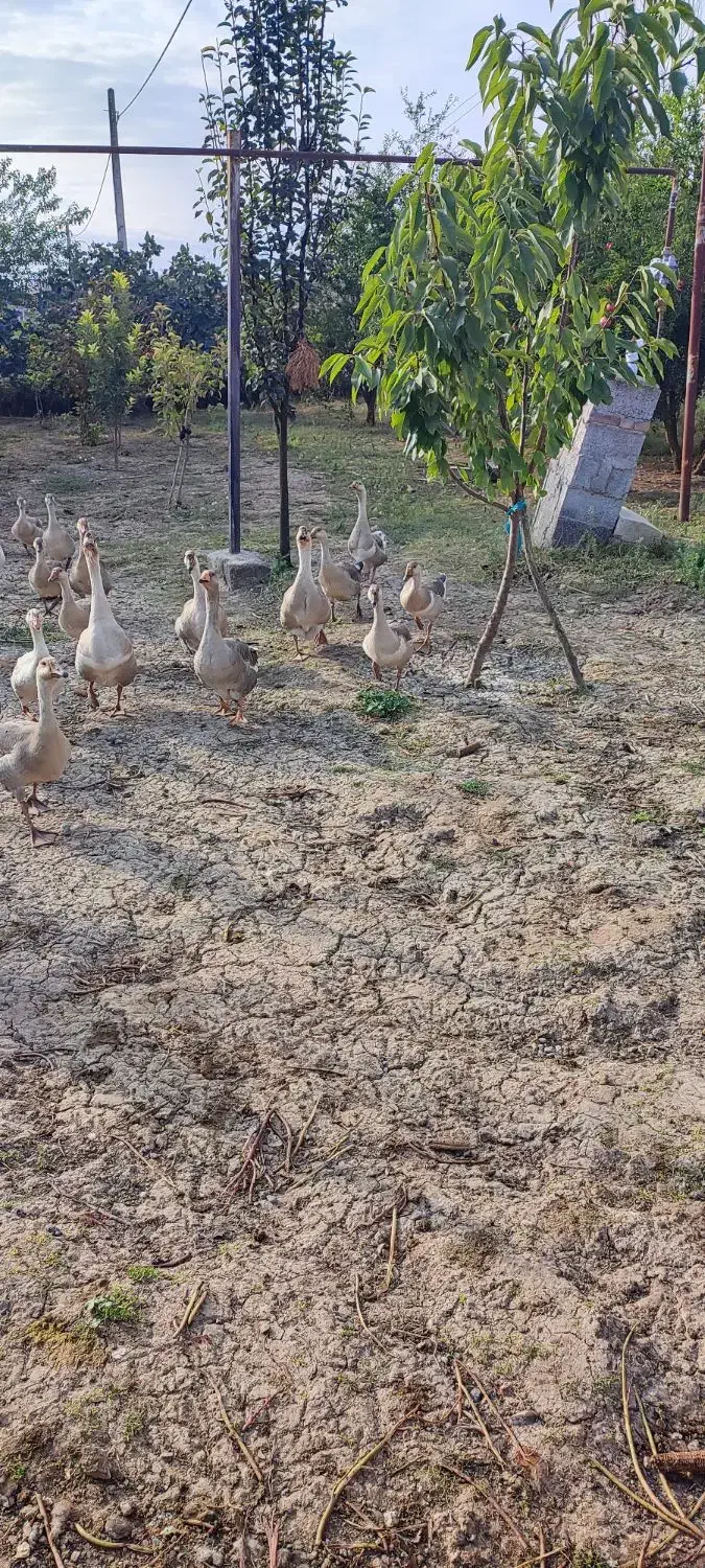 قو غاز|حیوانات مزرعه|پارس‌آباد, |دیوار